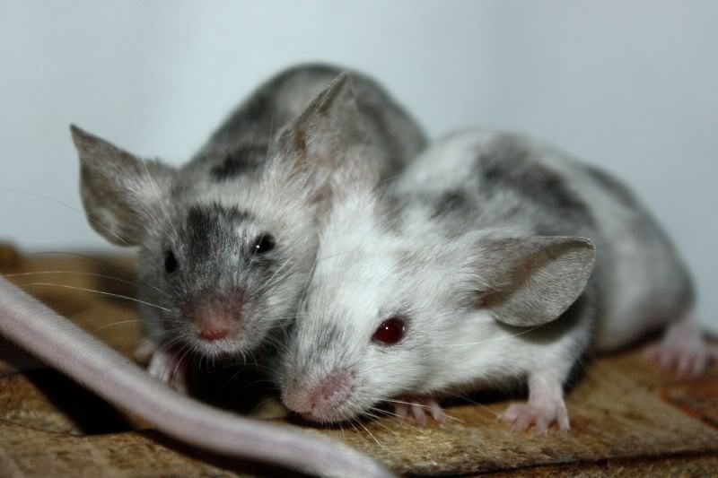 splash Pet Mice Forum